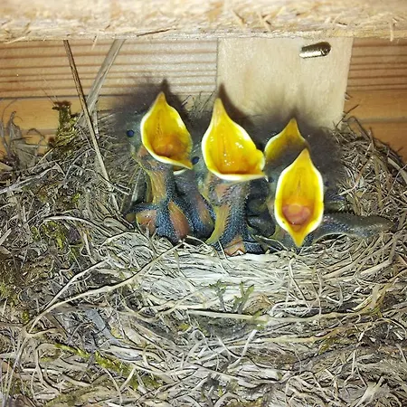 Urlaub Am Raderhof In Der Ferienregion Lungau Mauterndorf (Salzburg)